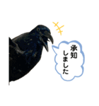 鳥が色々言うスタンプ(forビジネス)（個別スタンプ：1）