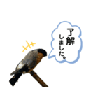 鳥が色々言うスタンプ(forビジネス)（個別スタンプ：2）