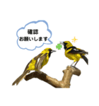 鳥が色々言うスタンプ(forビジネス)（個別スタンプ：4）