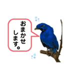 鳥が色々言うスタンプ(forビジネス)（個別スタンプ：15）
