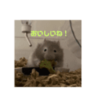 もろこしすたんピ（個別スタンプ：5）