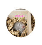 もろこしすたんピ（個別スタンプ：6）