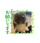 ちょぴまんじゅうせんぱい（個別スタンプ：5）