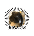 ちょぴまんじゅうせんぱい（個別スタンプ：12）