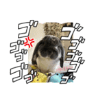 ちょぴまんじゅうせんぱい（個別スタンプ：13）
