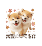 毎日使える冬の柴犬（個別スタンプ：5）