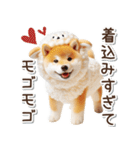 毎日使える冬の柴犬（個別スタンプ：11）