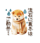 毎日使える冬の柴犬（個別スタンプ：19）