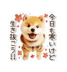 毎日使える冬の柴犬（個別スタンプ：24）