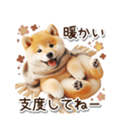 毎日使える冬の柴犬（個別スタンプ：25）