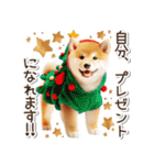 毎日使える冬の柴犬（個別スタンプ：36）