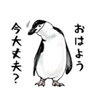 意外と使えるメンタル主人公なペンギン（個別スタンプ：5）