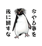 意外と使えるメンタル主人公なペンギン（個別スタンプ：16）