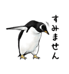 意外と使えるメンタル主人公なペンギン（個別スタンプ：25）