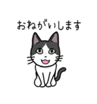 猫のろくちゃんとビーグル犬のうめ（個別スタンプ：5）