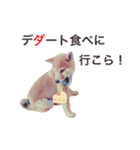 ☆豆柴☆ 和歌山弁でお誘いスタンプ（個別スタンプ：35）