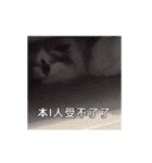 猫てぇてぇ 2（個別スタンプ：12）