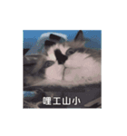 猫てぇてぇ 2（個別スタンプ：14）