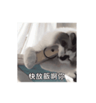 猫てぇてぇ 2（個別スタンプ：15）