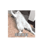 猫てぇてぇ 2（個別スタンプ：20）