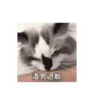 猫てぇてぇ 2（個別スタンプ：22）