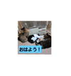 にゃんこのたわむれ（個別スタンプ：1）