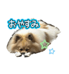 パーティーカラーのポメラニアンです（個別スタンプ：1）