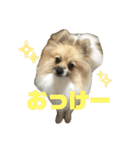 パーティーカラーのポメラニアンです（個別スタンプ：3）