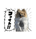 パーティーカラーのポメラニアンです（個別スタンプ：14）