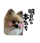 パーティーカラーのポメラニアンです（個別スタンプ：15）
