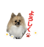パーティーカラーのポメラニアンです（個別スタンプ：21）