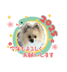 パーティーカラーのポメラニアンです（個別スタンプ：22）