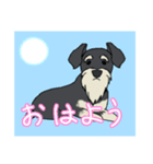 ゆるーいミニチュアシュナウザー（個別スタンプ：1）