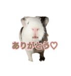 モルモットのさといも（個別スタンプ：1）