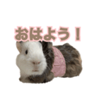モルモットのさといも（個別スタンプ：7）