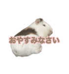 モルモットのさといも（個別スタンプ：8）