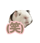 モルモットのさといも（個別スタンプ：9）