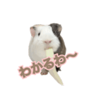 モルモットのさといも（個別スタンプ：21）