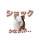 モルモットのさといも（個別スタンプ：24）
