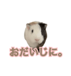 モルモットのさといも（個別スタンプ：29）