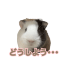 モルモットのさといも（個別スタンプ：31）
