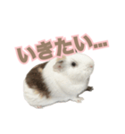 モルモットのさといも（個別スタンプ：32）