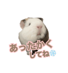 モルモットのさといも（個別スタンプ：33）
