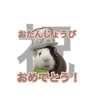 モルモットのさといも（個別スタンプ：40）