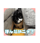 ニャニャニャまぐにゃん（個別スタンプ：12）