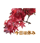 秋の町に舞う紅葉（もみじ）（個別スタンプ：17）