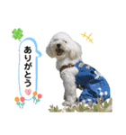 まるぷーのクオレさん（個別スタンプ：5）