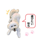 まるぷーのクオレさん（個別スタンプ：12）