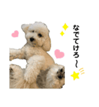 まるぷーのクオレさん（個別スタンプ：16）