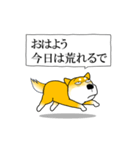 よく職務質問をうける柴犬2（個別スタンプ：1）